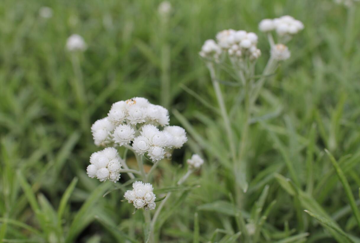 Plesnivka perlová 'Neuschnee' - Anaphalis margaritacea 'Neuschnee'