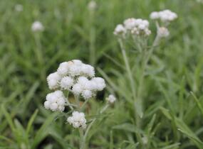 Plesnivka perlová 'Neuschnee' - Anaphalis margaritacea 'Neuschnee'