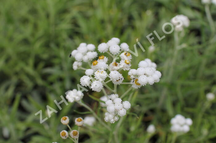 Plesnivka perlová 'Neuschnee' - Anaphalis margaritacea 'Neuschnee'