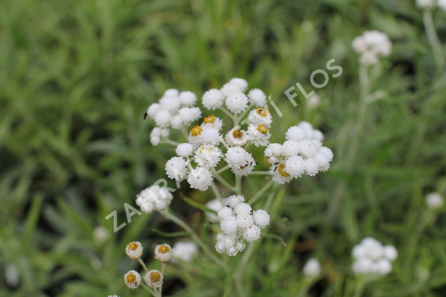 Plesnivka perlová 'Neuschnee' - Anaphalis margaritacea 'Neuschnee'