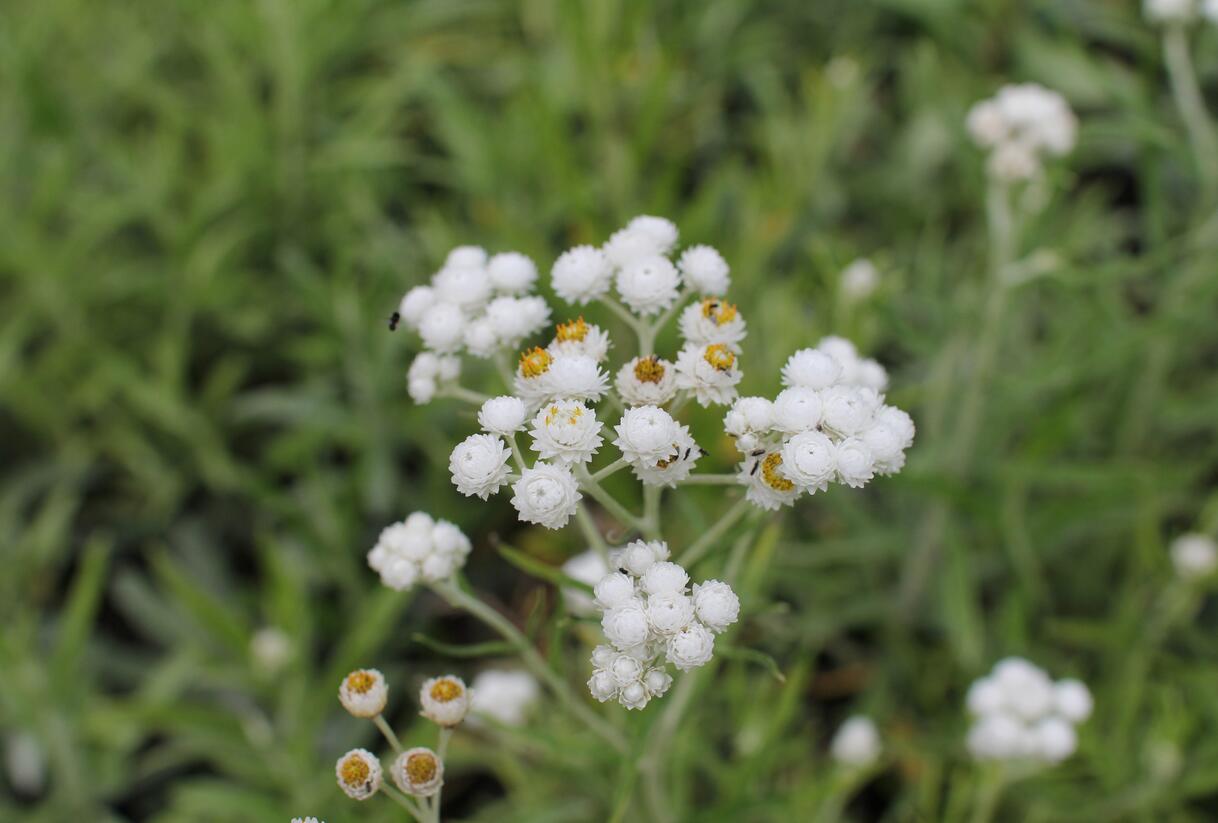 Plesnivka perlová 'Neuschnee' - Anaphalis margaritacea 'Neuschnee'