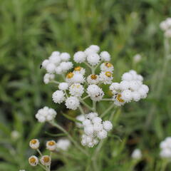 Plesnivka perlová 'Neuschnee' - Anaphalis margaritacea 'Neuschnee'