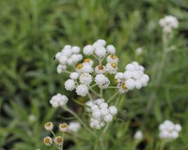 Plesnivka perlová 'Neuschnee'