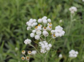 Plesnivka perlová 'Neuschnee' - Anaphalis margaritacea 'Neuschnee'