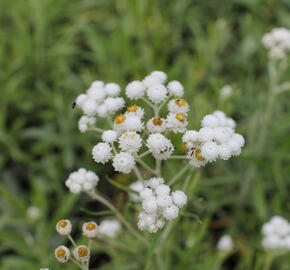 Plesnivka perlová 'Neuschnee' - Anaphalis margaritacea 'Neuschnee'