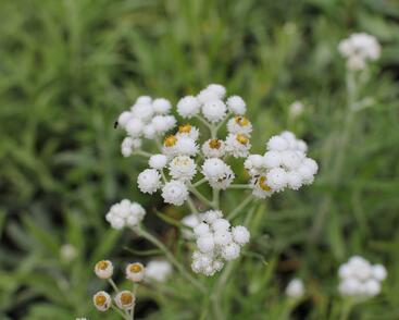 Plesnivka perlová 'Neuschnee'