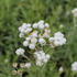 Anaphalis margaritacea 'Neuschnee'.JPG