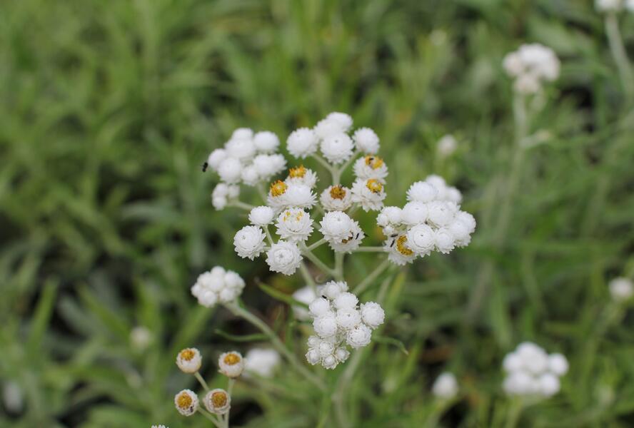 Plesnivka perlová 'Neuschnee' - Anaphalis margaritacea 'Neuschnee'