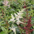 Čechrava Arendsova 'Astary Mix' - Astilbe arendsii 'Astary Mix'