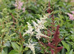 Čechrava Arendsova 'Astary Mix' - Astilbe arendsii 'Astary Mix'