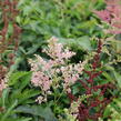 Čechrava Arendsova 'Astary Mix' - Astilbe arendsii 'Astary Mix'