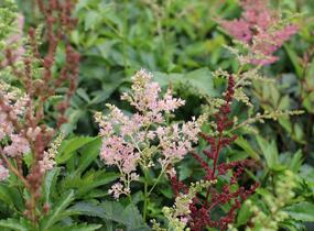 Čechrava Arendsova 'Astary Mix' - Astilbe arendsii 'Astary Mix'