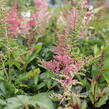 Čechrava Arendsova 'Astary Mix' - Astilbe arendsii 'Astary Mix'