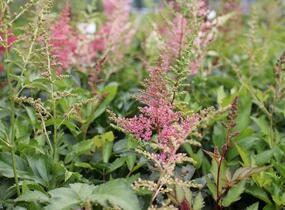 Čechrava Arendsova 'Astary Mix' - Astilbe arendsii 'Astary Mix'