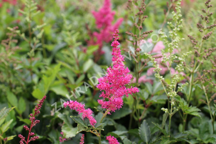 Čechrava Arendsova 'Astary Mix' - Astilbe arendsii 'Astary Mix'