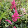 Čechrava Arendsova 'Astary Mix' - Astilbe arendsii 'Astary Mix'