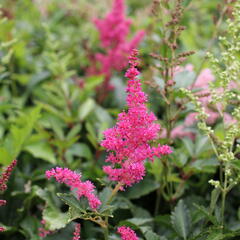 Čechrava Arendsova 'Astary Mix' - Astilbe arendsii 'Astary Mix'