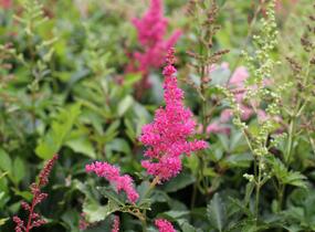 Čechrava Arendsova 'Astary Mix' - Astilbe arendsii 'Astary Mix'