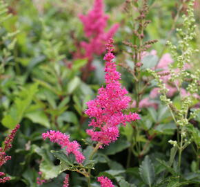 Čechrava Arendsova 'Astary Mix' - Astilbe arendsii 'Astary Mix'