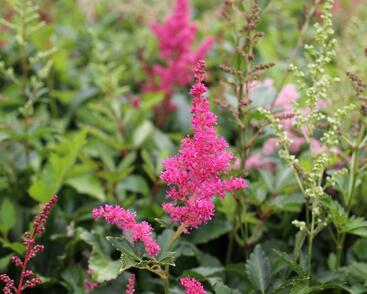 Čechrava Arendsova 'Astary Mix'