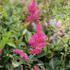 Astilbe arendsii 'Astary Mix'.JPG