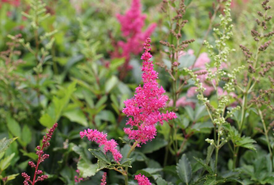 Čechrava Arendsova 'Astary Mix' - Astilbe arendsii 'Astary Mix'