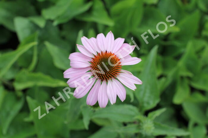 Třapatkovka nachová 'Prairie Splendor Deep Rose' - Echinacea purpurea 'Prairie Splendor Deep Rose'