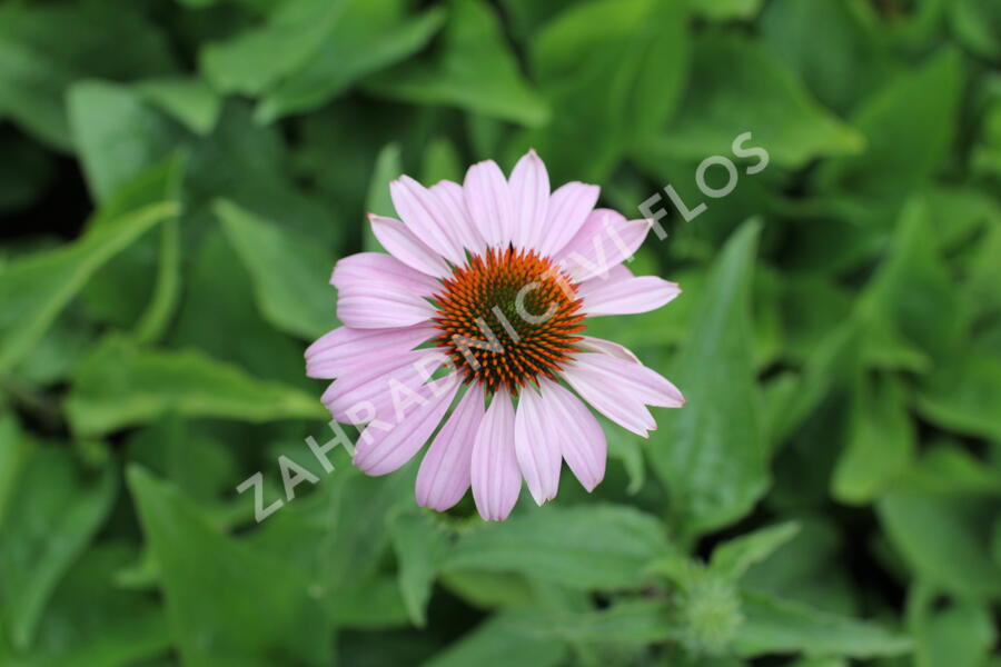 Třapatkovka nachová 'Prairie Splendor Deep Rose' - Echinacea purpurea 'Prairie Splendor Deep Rose'
