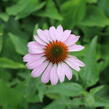 Třapatkovka nachová 'Prairie Splendor Deep Rose' - Echinacea purpurea 'Prairie Splendor Deep Rose'