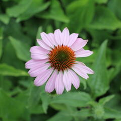 Třapatkovka nachová 'Prairie Splendor Deep Rose' - Echinacea purpurea 'Prairie Splendor Deep Rose'
