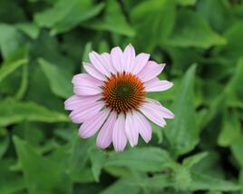 Třapatkovka nachová 'Prairie Splendor Deep Rose'