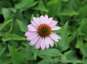 Třapatkovka nachová 'Prairie Splendor Deep Rose' - Echinacea purpurea 'Prairie Splendor Deep Rose'