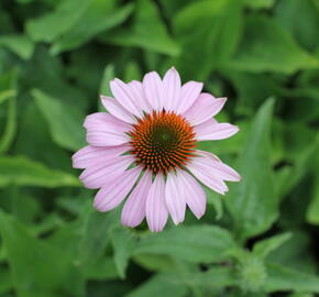Třapatkovka nachová 'Prairie Splendor Deep Rose' - Echinacea purpurea 'Prairie Splendor Deep Rose'