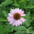 Echinacea purpurea 'Prairie Splendor Deep Rose'.JPG