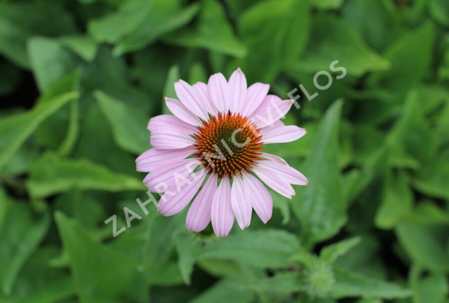 Třapatkovka nachová 'Prairie Splendor Deep Rose' - Echinacea purpurea 'Prairie Splendor Deep Rose'
