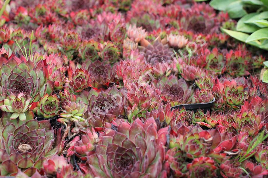 Netřesk 'Rauher Kulm' - Sempervivum 'Rauher Kulm'