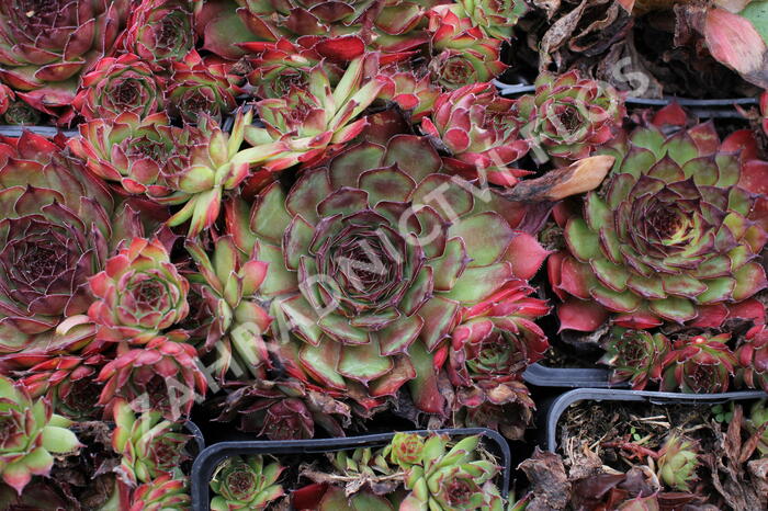 Netřesk 'Rauher Kulm' - Sempervivum 'Rauher Kulm'