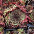 Netřesk 'Rauher Kulm' - Sempervivum 'Rauher Kulm'