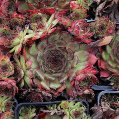 Netřesk 'Rauher Kulm' - Sempervivum 'Rauher Kulm'