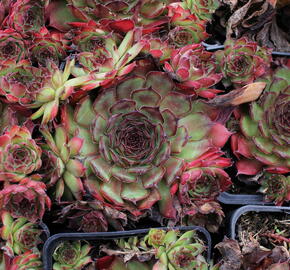 Netřesk 'Rauher Kulm' - Sempervivum 'Rauher Kulm'