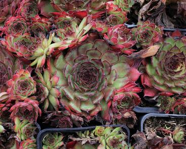 Netřesk 'Rauher Kulm'