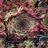 Sempervivum 'Rauher Kulm'.JPG