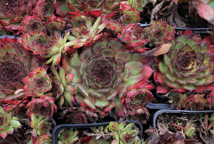 Netřesk 'Rauher Kulm' - Sempervivum 'Rauher Kulm'