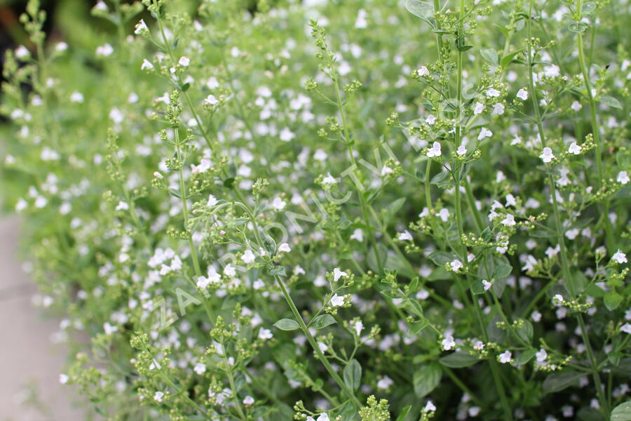 Marulka lékařská 'Triumphator' - Calamintha nepeta 'Triumphator'