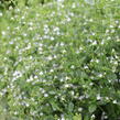 Marulka lékařská 'Triumphator' - Calamintha nepeta 'Triumphator'