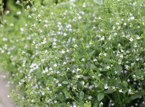 Marulka lékařská 'Triumphator' - Calamintha nepeta 'Triumphator'