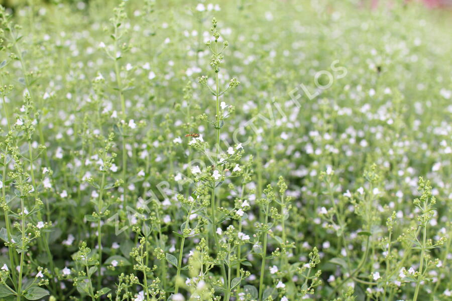 Marulka lékařská 'Triumphator' - Calamintha nepeta 'Triumphator'