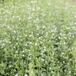 Marulka lékařská 'Triumphator' - Calamintha nepeta 'Triumphator'