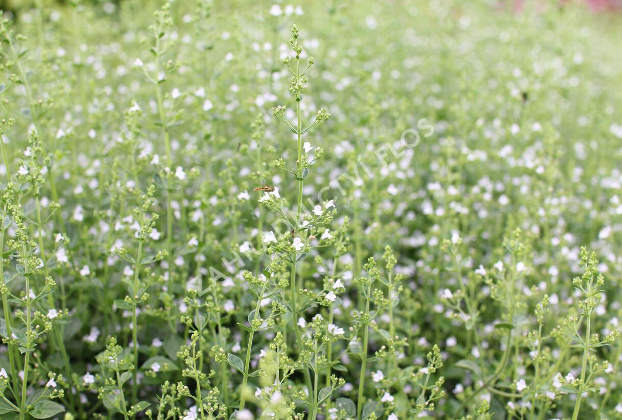 Marulka lékařská 'Triumphator' - Calamintha nepeta 'Triumphator'