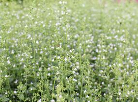 Marulka lékařská 'Triumphator' - Calamintha nepeta 'Triumphator'